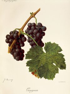 Winogrono Gougean J.Troncy autorstwa Jules Troncy