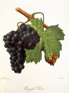 Winogrono Gouget Noir J.Troncy autorstwa Jules Troncy