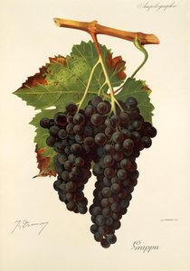 Grappu winogron J.Troncy autorstwa Jules Troncy