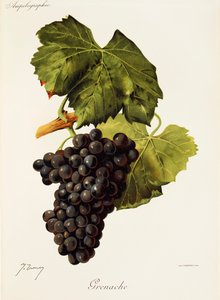 Winogrona Grenache J.Troncy