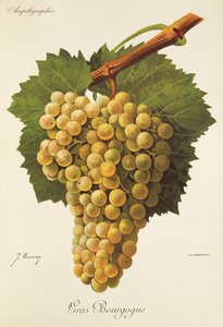 Gros Bourgogne winogron J.Troncy