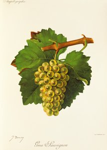 Gros Sauvignon winogron J.Troncy autorstwa Jules Troncy