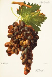 Winogrono Henab Noir J.Troncy autorstwa Jules Troncy