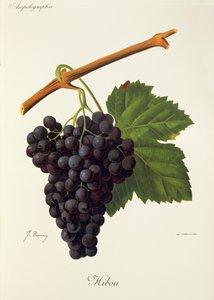 Sowa winogrona J.Troncy autorstwa Jules Troncy