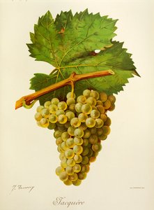 Winogrono Jacquere J.Troncy autorstwa Jules Troncy
