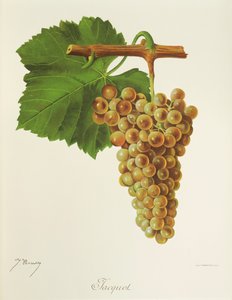 Winogrona Jacquot J.Troncy autorstwa Jules Troncy
