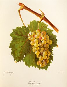 Winogrona Jordana J.Troncy autorstwa Jules Troncy