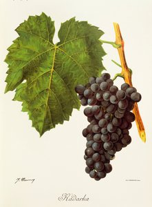 Winogrona Kadarka J.Troncy autorstwa Jules Troncy