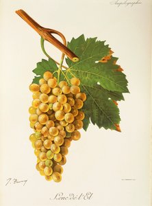 Winogrona Lenc de l