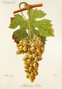 Winogrona Madeleine Celine J.Troncy autorstwa Jules Troncy