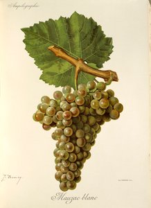 Winogrona Mauzac Blanc J.Troncy autorstwa Jules Troncy