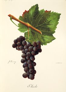 Winogrona Mecle J.Troncy autorstwa Jules Troncy