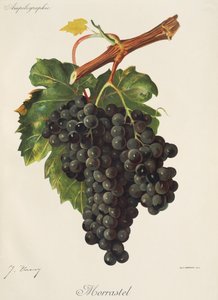 Winogrona Morrastel J.Troncy autorstwa Jules Troncy