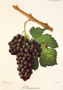 Winogrono Mourvaison J.Troncy autorstwa Jules Troncy