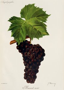 Winogrono Muscat Noir J.Troncy autorstwa Jules Troncy