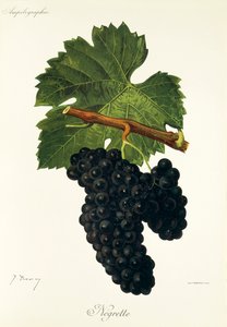 Winogrona Negrette J.Troncy autorstwa Jules Troncy