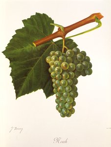 Winogrono Noe autorstwa J.Troncy autorstwa Jules Troncy
