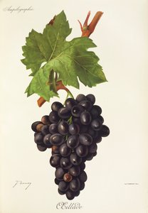 Winogrona Oeillade J.Troncy autorstwa Jules Troncy