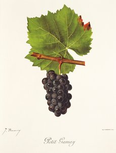 Winogrono Petit Gamay J.Troncy