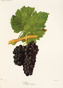 Winogrono Petit Noir J.Troncy autorstwa Jules Troncy