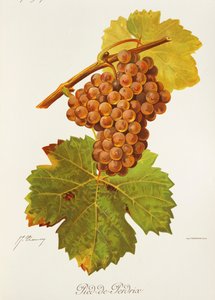 Winogrona Pied-de-Perdrix J.Troncy autorstwa Jules Troncy