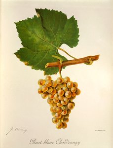 Winogrona Pinot Blanc Chardonnay J.Troncy