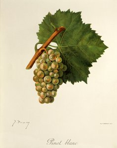 Winogrono Pinot Blanc J.Troncy