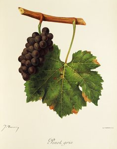 Winogrono Pinot Gris J.Troncy