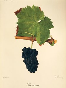 Winogrono Pinot Noir J.Troncy