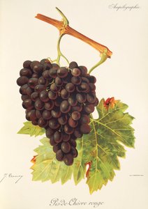 Winogrona Pis-de-Chevre Rouge J.Troncy autorstwa Jules Troncy