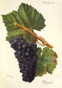 Pougnel winogron J.Troncy autorstwa Jules Troncy