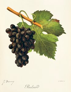 Winogrona Poulsard J.Troncy autorstwa Jules Troncy