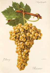 Winogrona rodzynkowe J.Troncy autorstwa Jules Troncy