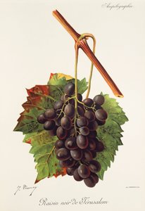 Czarne winogrono z jerozolimskich winogron J.Troncy autorstwa Jules Troncy