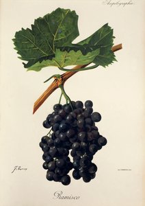 Winogrona Ramisco J.Troncy autorstwa Jules Troncy