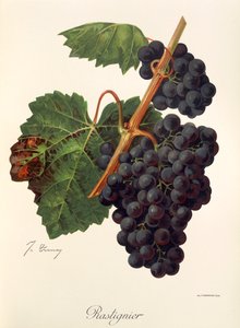 Winogrona Rastignier J.Troncy autorstwa Jules Troncy