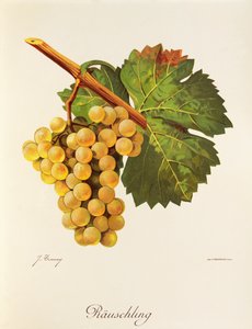 Winogrono Rauschling J.Troncy autorstwa Jules Troncy