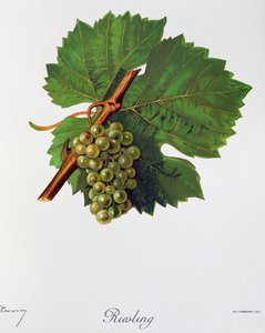 Winogrona Riesling autorstwa Julesa Troncy z Ampelographie, Traite general de viticulture (Ampelografia, Traktat Generalny o uprawie winorośli), tom II, autorstwa Pierre Viala (1859-1936) i Victora Vermorela (1848-1927), Paryż