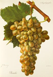 Winogrona Rosaki J.Troncy autorstwa Jules Troncy