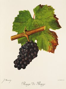 Winogrona Rouge de Bouze J.Troncy autorstwa Jules Troncy