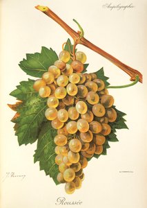 Winogrona Roussee J.Troncy autorstwa Jules Troncy