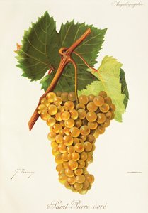 Winogrona Saint-Pierre Dore” J.Troncy autorstwa Jules Troncy