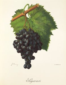 Winogrona Saperavi J.Troncy autorstwa Jules Troncy
