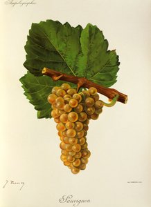 Winogrona Sauvignon J.Troncy autorstwa Jules Troncy