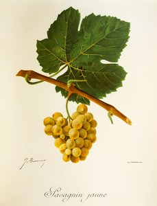 Winogrona Savagnin Jaune J.Troncy autorstwa Jules Troncy