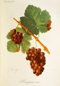 Winogrona Savagnin Rose J.Troncy autorstwa Jules Troncy