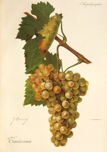 Winogrona Tantovina J.Troncy autorstwa Jules Troncy
