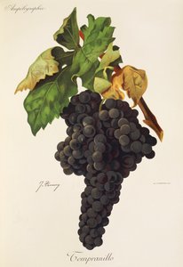 Winogrona Tempranillo J.Troncy