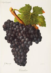 Winogrono Teoulier J.Troncy autorstwa Jules Troncy