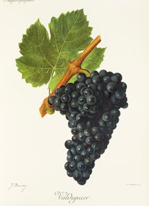 Winogrona Valdiguier J.Troncy autorstwa Jules Troncy